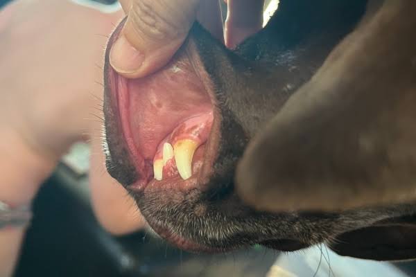 ANEMIA IN ANIMALS: KNOW THE WARNING SIGNS